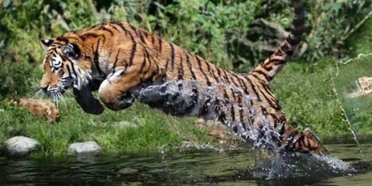 മുണ്ടക്കയത്ത് കടുവ ഇറങ്ങി; പ്രചാരണം വ്യാജമെന്ന്  വ​നം​വ​കു​പ്പ്