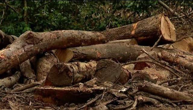 മരം മുറി കേസ്: വിശ്വാസ്യതയില്ലാത്ത ഉദ്യോഗസ്ഥ; ഒ ജി ശാലിനിക്കെതിരായ പരാമർശം നീക്കം ചെയ്തു മരം മുറി കേസ്: വിശ്വാസ്യതയില്ലാത്ത ഉദ്യോഗസ്ഥ; ഒ ജി ശാലിനിക്കെതിരായ പരാമർശം നീക്കം ചെയ്തു
