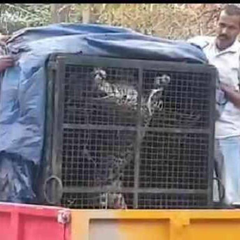 പാലക്കാട് പഞ്ചായത്തംഗത്തിനെ പുലി ആക്രമിച്ചു; സംഭവം പുലി കുടുങ്ങിയ കൂട് നീക്കുന്നതിനിടെ പാലക്കാട് പഞ്ചായത്തംഗത്തിനെ പുലി ആക്രമിച്ചു; സംഭവം പുലി കുടുങ്ങിയ കൂട് നീക്കുന്നതിനിടെ