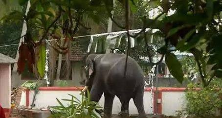 അമ്പലത്തിൽ ഉത്സവത്തിനെത്തിച്ച ആന ഇടഞ്ഞു അമ്പലത്തിൽ ഉത്സവത്തിനെത്തിച്ച ആന ഇടഞ്ഞു