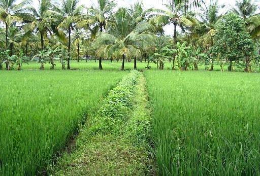 2008നു ശേഷം നെൽവയൽ വാങ്ങിയവർക്കു ഭവന നിർമാണത്തിന് പരിവർത്തനം ചെയ്യാനാകില്ലെന്ന് ഹൈക്കോടതി 2008നു ശേഷം നെൽവയൽ വാങ്ങിയവർക്കു ഭവന നിർമാണത്തിന് പരിവർത്തനം ചെയ്യാനാകില്ലെന്ന് ഹൈക്കോടതി