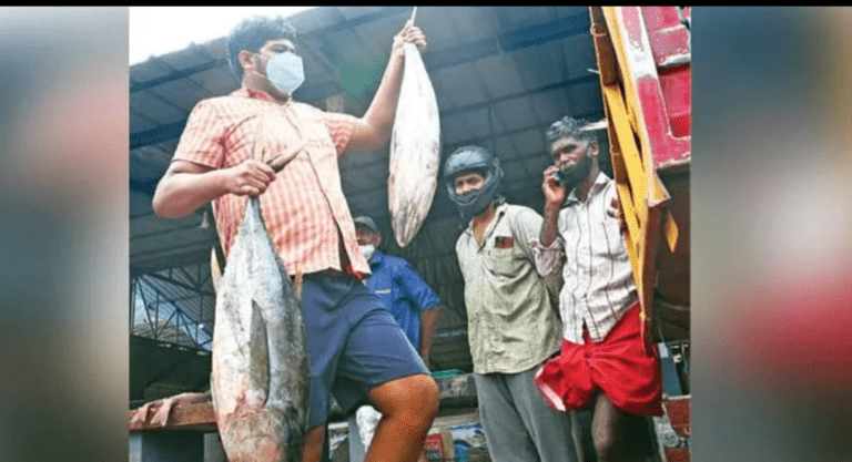 ആലപ്പുഴയിൽ ഫോര്മാലിന് കലര്ന്ന ഒരുമാസം പഴക്കമുള്ള മത്സ്യം പിടികൂടി ആലപ്പുഴയിൽ ഫോര്മാലിന് കലര്ന്ന ഒരുമാസം പഴക്കമുള്ള മത്സ്യം പിടികൂടി