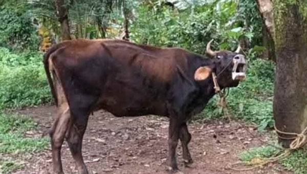 കണ്ണൂരില് വീണ്ടും കറവപ്പശുവിന് പേവിഷബാധ; ദയാവധം നടത്തി കണ്ണൂരില് വീണ്ടും കറവപ്പശുവിന് പേവിഷബാധ; ദയാവധം നടത്തി