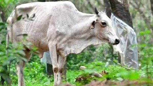 തൃശ്ശൂരില് പേവിഷബാധയേറ്റ പശുവിനെ വെടിവെച്ച് കൊന്നു തൃശ്ശൂരില് പേവിഷബാധയേറ്റ പശുവിനെ വെടിവെച്ച് കൊന്നു