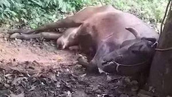 കണ്ണൂരില് പേവിഷബാധ സ്ഥിരീകരിച്ച പശു ചത്തു; പോസ്റ്റുമോര്ട്ടം നടത്തും കണ്ണൂരില് പേവിഷബാധ സ്ഥിരീകരിച്ച പശു ചത്തു; പോസ്റ്റുമോര്ട്ടം നടത്തും