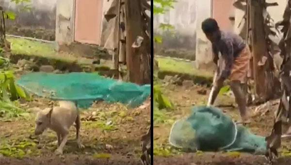 വീട്ടുവളപ്പില് കയറിയ പേവിഷബാധ ലക്ഷണങ്ങളോടെയുള്ള നായയെ സാഹസികമായി പിടികൂടി വീട്ടുവളപ്പില് കയറിയ പേവിഷബാധ ലക്ഷണങ്ങളോടെയുള്ള നായയെ സാഹസികമായി പിടികൂടി