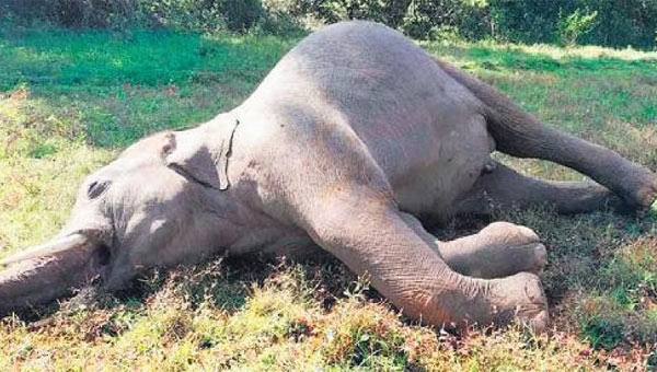 പാലക്കാട് കാട്ടാന ഷോക്കേറ്റ് ചരിഞ്ഞു; പന്നിക്കെണിയില് കുടുങ്ങിയതാണെന്ന് വനംവകുപ്പ് പാലക്കാട് കാട്ടാന ഷോക്കേറ്റ് ചരിഞ്ഞു; പന്നിക്കെണിയില് കുടുങ്ങിയതാണെന്ന് വനംവകുപ്പ്
