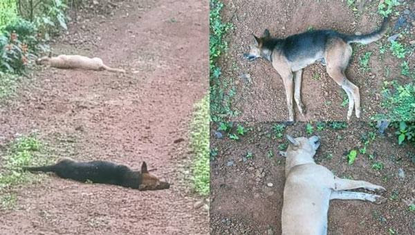 തെരുവുനായ്ക്കള് കൂട്ടത്തോടെ ചത്ത സംഭവം: പൊലീസ് കേസെടുത്തു, പുറത്തെടുത്ത് പോസ്റ്റുമോര്ട്ടം ചെയ്യും തെരുവുനായ്ക്കള് കൂട്ടത്തോടെ ചത്ത സംഭവം: പൊലീസ് കേസെടുത്തു, പുറത്തെടുത്ത് പോസ്റ്റുമോര്ട്ടം ചെയ്യും